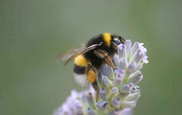 Fiore