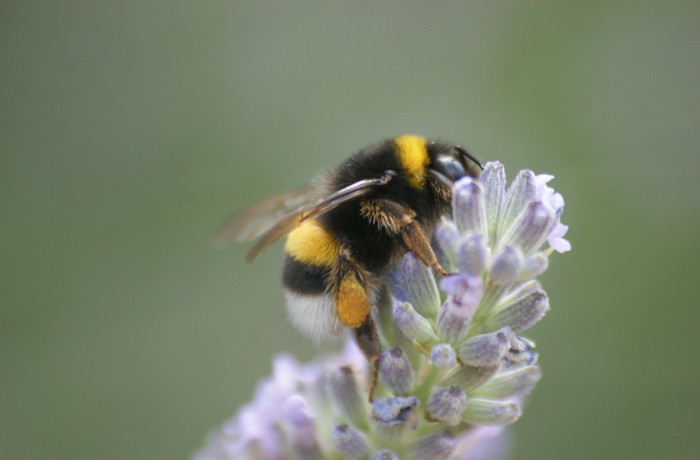 Fiore