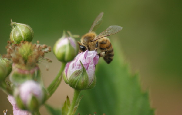 Ape e fiore