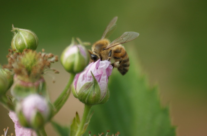 Ape e fiore