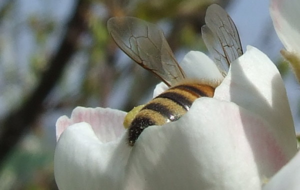 Ciliegio in fiore