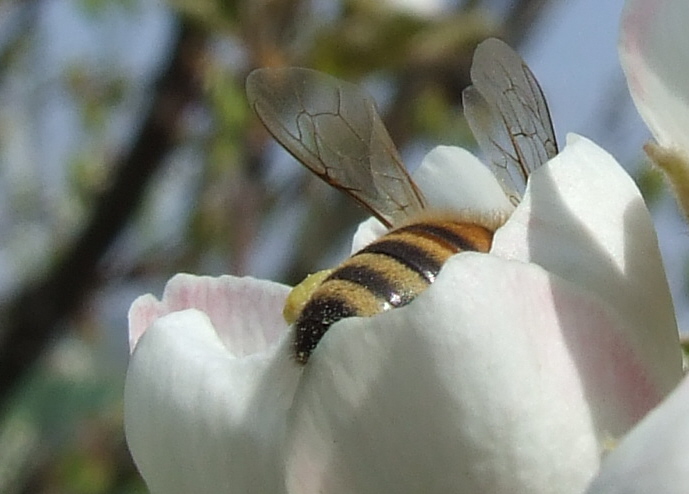 Ciliegio in fiore