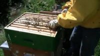 Apicoltura Urbana: corso introduttivo