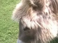 Pasqua al Parco: Un salto nel verde