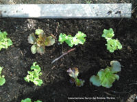 Laboratorio permanente di educazione ambientale ed alimentare: ORTI SCOLASTICI